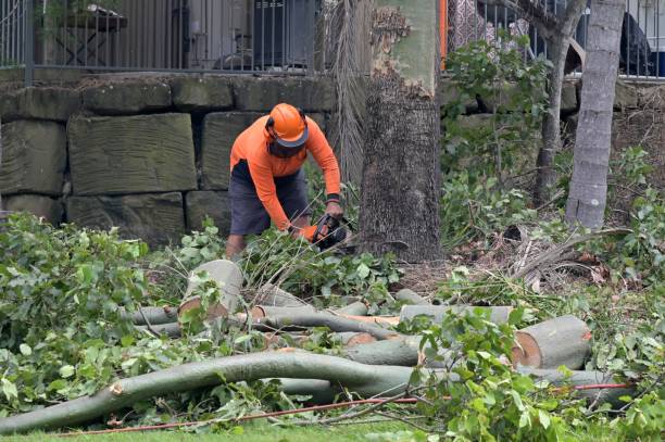 Tree Service